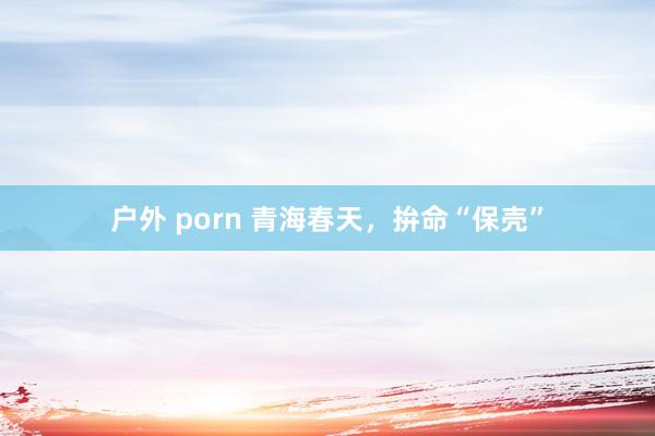 户外 porn 青海春天，拚命“保壳”